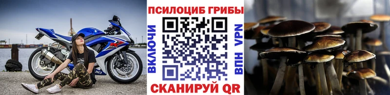 Псилоцибиновые грибы Psilocybine cubensis Осинники